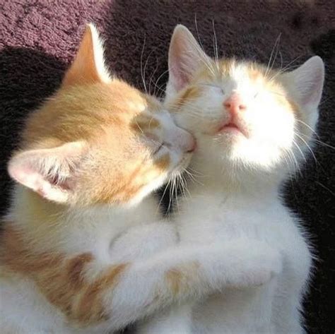 cat kissing images